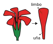 Perianto unguiculado (pétalos separados entre sí, con uña y limbo).