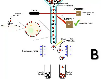 Fluorescence Assisted Cell Sorting (FACS)