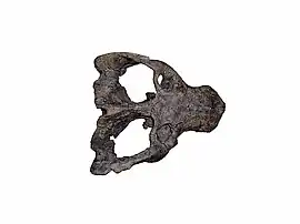 cráneo de un Exaeretodon