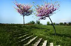 Escaleras en Gallecs