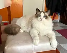 Gato Criadero BreednigCatragdoll https://www.breedingcatragdoll.com/