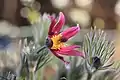 Flor de Pulsatilla georgica en el alpinum.