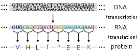 Central dogma depicting transcription from DNA code to RNA code to the proteins in the second step covering the production of protein.