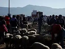 Gente en el Mercado de animales de Actopan