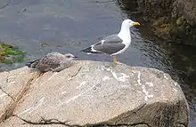 Madre y cría