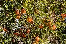 Granado (Punica granatum) en Mahdía.