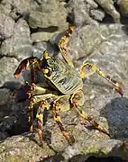 Con marea baja en Bathala, Maldivas