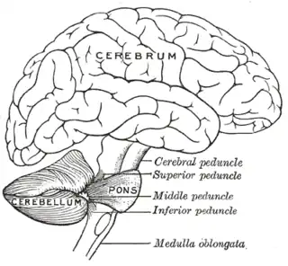 Esquema que muestra las conexiones de varias partes del cerebro.