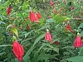 Planta con flores