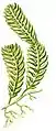 Caulerpa mexicana