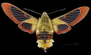 ♀ △