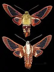Hemaris gracilis