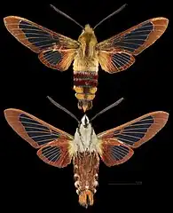 Hemaris thysbe