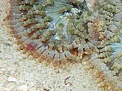 Detalle de tentáculos periféricos