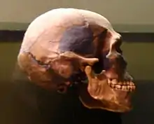 Reproducción completada de Predmosti 3. Tenía una gran capacidad craneal, 1580&nbsp;cm³, y la cara no tan plana como los humanos actuales. Utilizó huesos de mamut para construir sus viviendas.