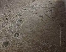 Huellas de camello extinto (Paracamellichnum jumillensis) sobre yeso del Yacimiento de la Hoya de la Sima (Jumilla - Murcia)