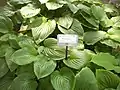 Hosta plantaginea en el orto botanico de Milano.
