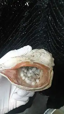 puesta de huevos de pulpito obtenidos en cautiverio