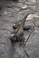 Iguana en el Parque Seminario