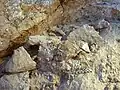 Restos del cráneo Jebel Irhoud 10 in situ. Podrían ser los restos de Homo sapiens más antiguos del mundo, con más de 300&nbsp;000 años.