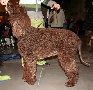 Perro de agua irlandés
