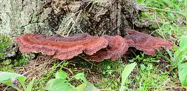 Ischnoderma benzoinum