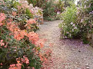Especies y variedades de Pelargonium.