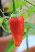 Pimiento de Cayena.