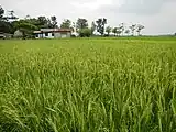 Un campo de arroz en Bulacan, Luzón central.