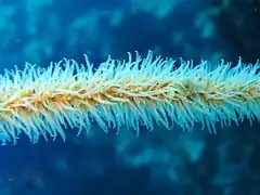 Tentáculos expandidos de J. fragilis