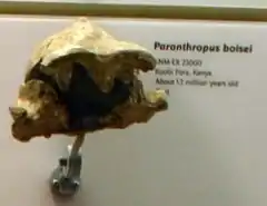 KNM-ER 23000 es un cráneo de P. boisei que ha contribuido a conocer la gran variavilidad de esta especie. Se le ha calculado una capacidad craneana de 490&nbsp;cm³.