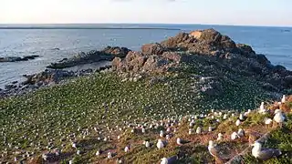 Kabushima, gaviota de cola negra, gran zona de cría