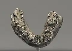 Réplica de la mandíbula inferior LH 4. Un A. afarensis de más de 3,5&nbsp;Ma. Todas las pérdidas dentales son post mortem excepto una que muestra resorción.