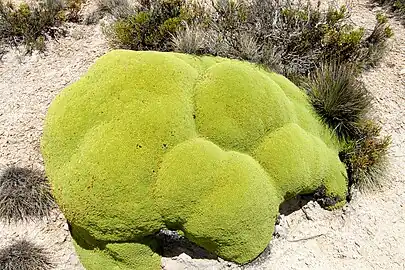 An example of a yareta plant found in Lauca National Park, Chile