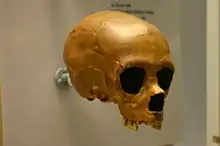 La Quina 18 es un esqueleto, incluido el cráneo, de un neandertal de unos 8 años de edad y unos 50&nbsp;000 años de antigüedad.