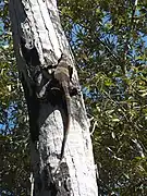 Variedad «acampanada», en Queensland.