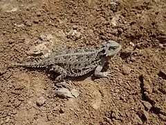 Phrynosoma orbiculare