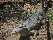 Lagarto
