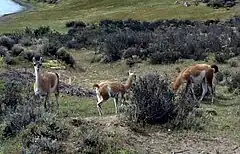 Guanacos, presentes en toda la Patagonia.