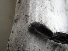 Tonalidad azul de una especie de Tarántula (450 nm ± 20 nm)
