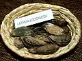 Latania loddigesii semillas
