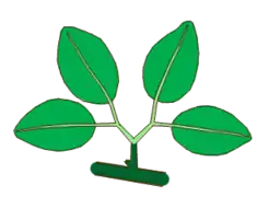 Hoja bigeminada. En verde oscuro el pecíolo, en verde claro las dos raquillas y los cuatro peciolulos.