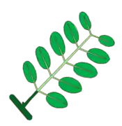 Hoja pinadamente compuesta, paripinada. En verde oscuro el pecíolo, en verde claro el raquis y los peciolulos.