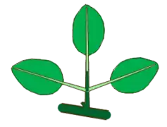 Hoja ternadamente compuesta pinada-ternada. En verde oscuro el pecíolo y el raquis, en verde claro los 3 peciolulos.