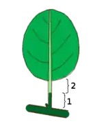 Hoja unifoliolada. 1: pecíolo 2: peciolulo.