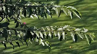 Hojas en Calcuta, Bengala Occidental, India.