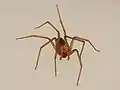 Loxosceles reclusa
