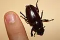 Hembra adulta encontrada muerta alrededor de la puerta de la piscina en Wake Forest, Carolina del Norte.