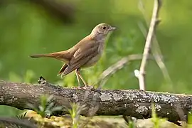 Luscinia megarhynchos megarhynchos, 2015