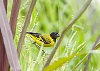 Macho de la subespecie ictericus, Brasil.